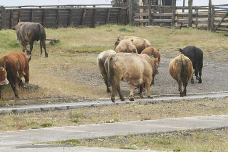 Chilean Gauchos in patagoniaの写真素材
