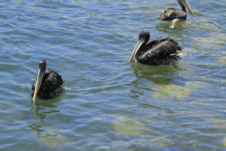 Birds on the harbour of Coquimbo Chileの写真素材