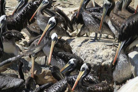 Birds on the harbour of Coquimbo Chileの写真素材