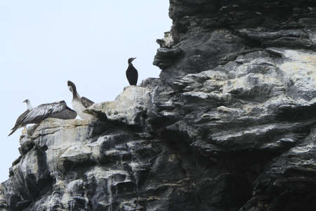 Isla Damas near La Serena Chileの写真素材