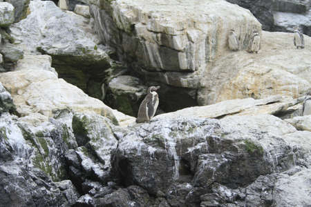 Isla Damas near La Serena Chileの写真素材