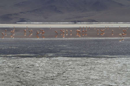 Flamencos in Eduardo Alveroa, Uyuni Boliviaの写真素材