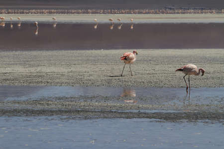 Flamencos in Eduardo Alveroa, Uyuni Boliviaの写真素材