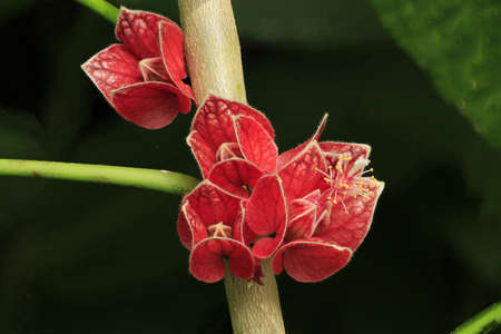 Flowersの写真素材