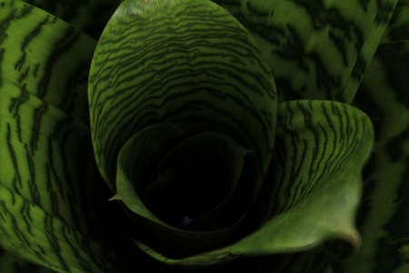 Flowersの写真素材