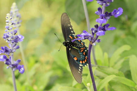Flowersの写真素材