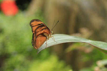 Flowersの写真素材