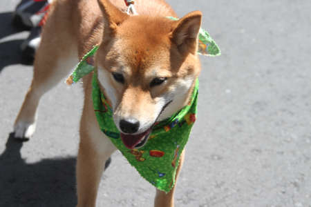 Cherry Blossom Festival - Grand Parade San Franciscoのeditorial素材