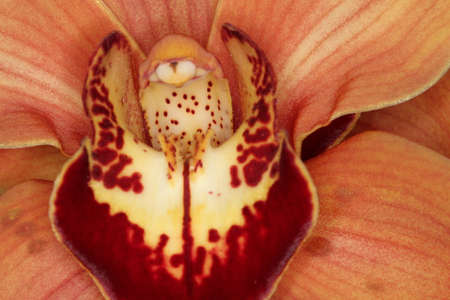 Orchidの写真素材