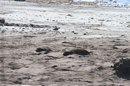Elephant Seals at Ano Nuevo