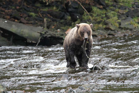 Bear viewing in Pavlov lake and pack creek, alaskaの写真素材