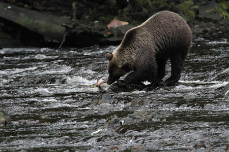 Bear viewing in Pavlov lake and pack creek, alaskaの写真素材