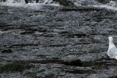 Bear viewing in Pavlov lake and pack creek, alaskaの写真素材