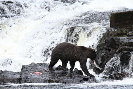Bear viewing in Pavlov lake and pack creek, alaskaの写真素材