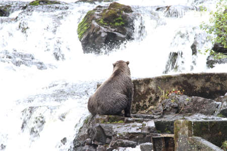 Bear viewing in Pavlov lake and pack creek, alaskaの写真素材