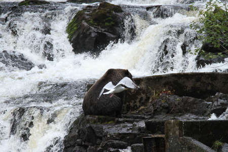 Bear viewing in Pavlov lake and pack creek, alaskaの写真素材