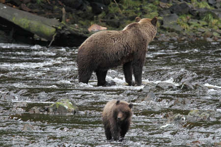 Bear viewing in Pavlov lake and pack creek, alaskaの写真素材