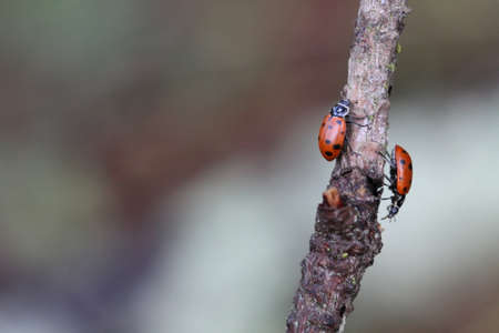 Close up of ladybugs in oakland hills, California