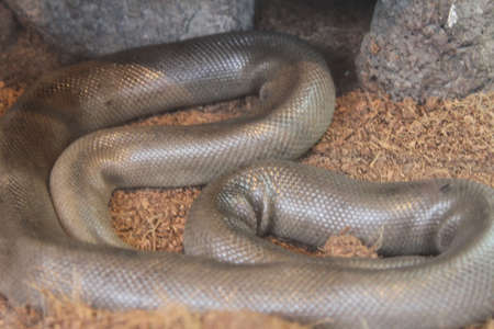 View of Snakes at bend wildlife preserve, bend, oregon