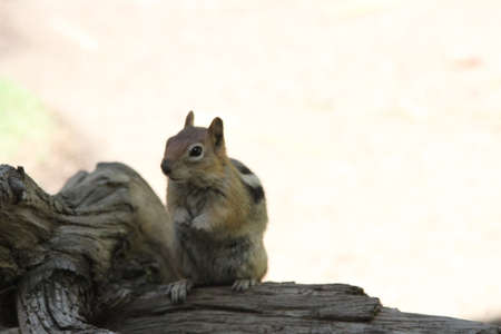 chipmunk, yellow headed red winged, blackbirdsの写真素材