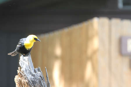 Birds in Klamath, Oregon