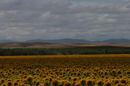 View of sunflowers outdoors in a field