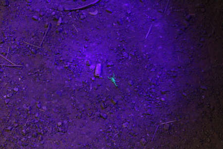 View of scorpions in the night