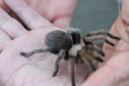 View of tarantulas in wild
