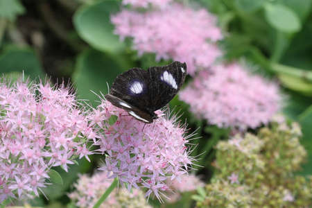 view of insects in insectarium