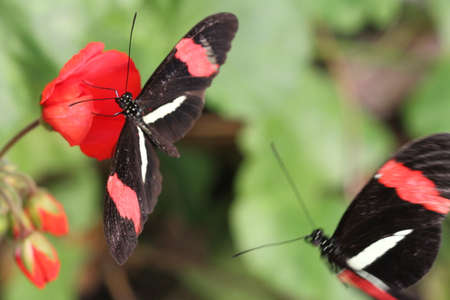 view of insects in insectariumの写真素材