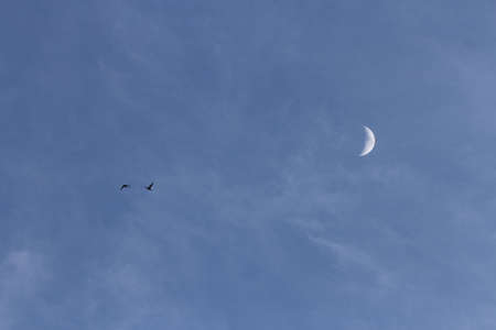 View of sandhill cranes in natureの写真素材