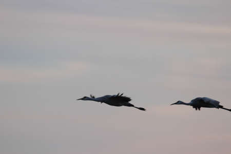 View of sandhill cranes in natureの写真素材