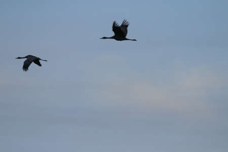 View of sandhill cranes in natureの写真素材