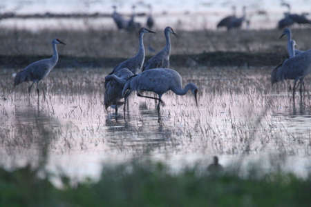 View of sandhill cranes in natureの写真素材