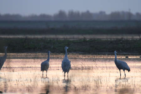 View of sandhill cranes in natureの写真素材