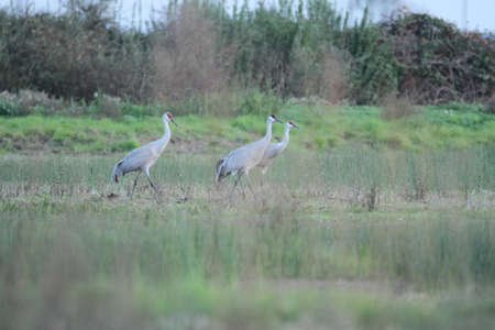 View of sandhill cranes in natureの写真素材