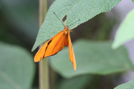 View of Butterflies on a flower in natureの写真素材