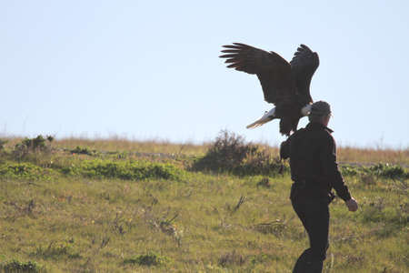 Bald eagle flying outdoors in the wild