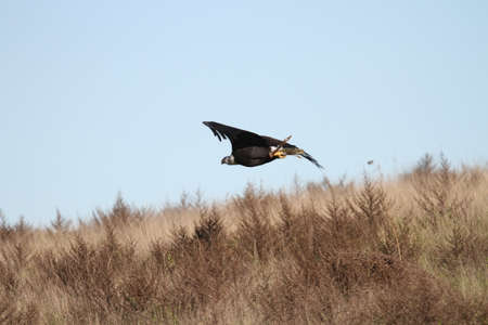  Bald eagle flying outdoors in the wild