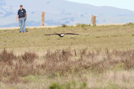 Bald eagle flying outdoors in the wild