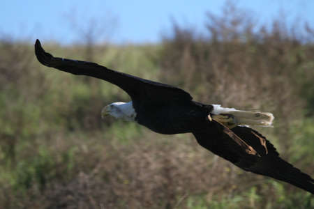 Bald eagle flying outdoors in the wild