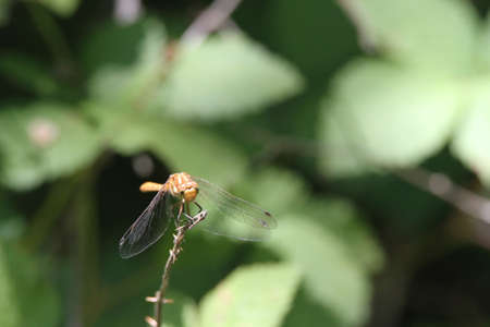 Dragon flies flying in the wild