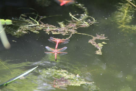 Dragon flies flying in the wild