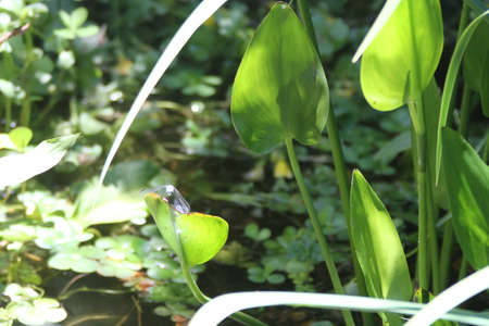 Dragon flies flying in the wildの写真素材