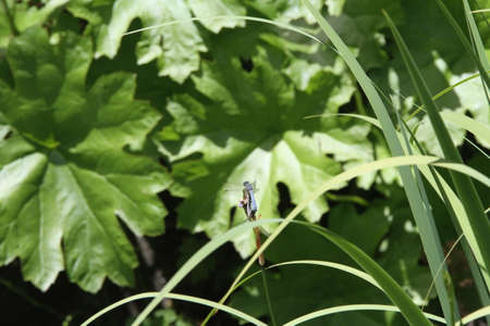 Dragon flies flying in the wild
