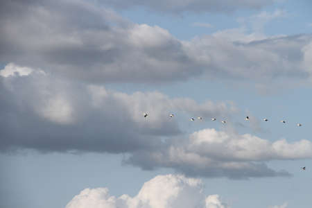 Bird Migration season in San Joaquin Wildlife Preserve California