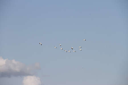 Bird Migration season in San Joaquin Wildlife Preserve California