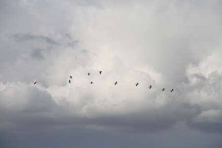 Bird Migration season in San Joaquin Wildlife Preserve Californiaの写真素材