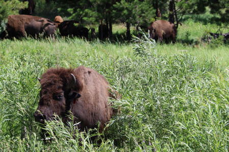 View of Custer state park in South Dakotaの写真素材