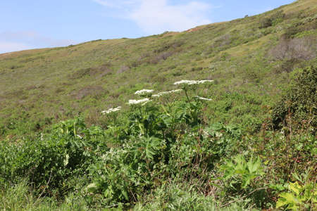 Photos during Nature hike in Marin headlands in San francisco bay